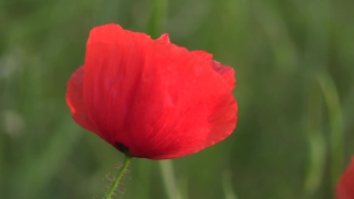 Transparent Stock Video, Poppy, Flower, Angiosperm, Spermatophyte, Garden