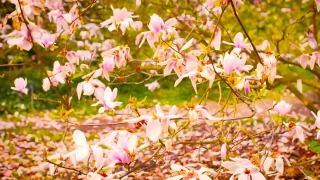 Tree, Flower, Pink, Spring, Woody Plant, Blossom