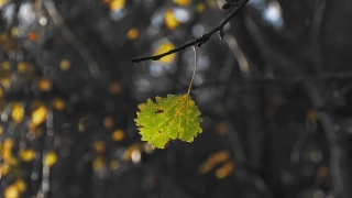 Tree, Leaves, Maple, Leaf, Plant, Forest
