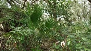Tree, Vascular Plant, Woody Plant, Plant, Tropical, Gymnosperm