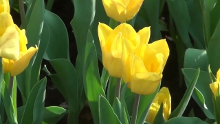 Tulip, Tulips, Spring, Flower, Plant, Garden