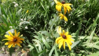 Vascular Plant, Plant, Herb, Flower, Sunflower, Yellow