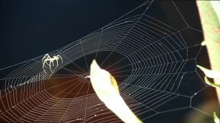 Video Alternative, Cobweb, Spider Web, Web, Trap, Spider