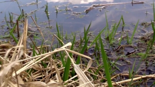 Video Archive Footage, Water Snake, Snake, Water, Grass, Reptile