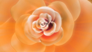 Video Background Download, Pink, Rose, Flower, Petals, Love