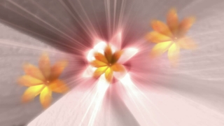 Video Background Download, Herb, Petal, Vascular Plant, Viola, Light