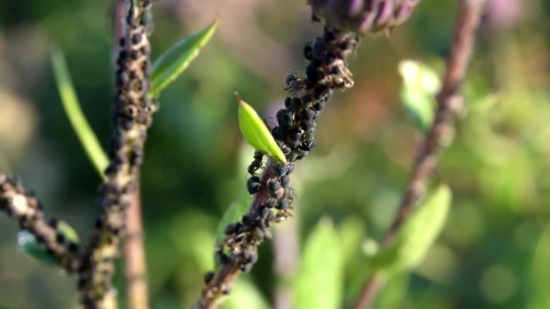 Video Background Download, Plant, Woody Plant, Vascular Plant, Shrub, Insect