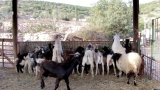 Video Background Download, Ranch, Livestock, Farm, Animal, Field