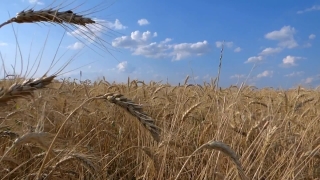 Video Background Download, Wheat, Cereal, Field, Rural, Farm