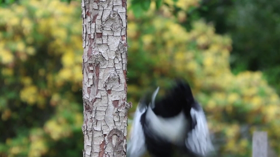 Video Background Downloads, Bird, Magpie, Tree, Woodpecker, Wildlife