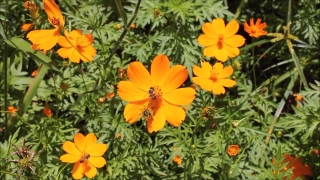 Video Background Footage, Prickly Poppy, Herb, Flower, Vascular Plant, Plant