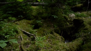 Video Background Loops Hd, Forest, Tree, River, Water, Landscape