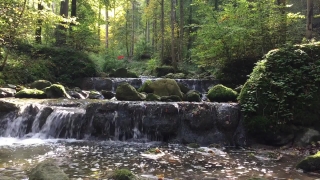 Video Background Music Download, Forest, River, Water, Landscape, Stream