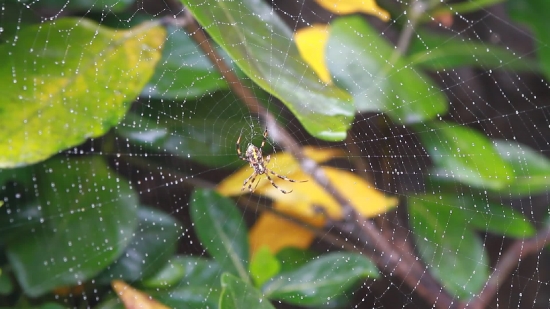 Video Background Music, Spider, Arachnid, Garden Spider, Arthropod, Insect