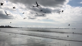 Video Background Site, Sky, Atmosphere, Ocean, Sea, Bird