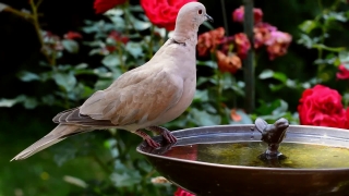 Video Background Website, Dove, Bird, Wildlife, Beak, Feather