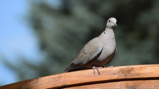 Video Backgrounds, Dove, Bird, Feather, Wildlife, Beak