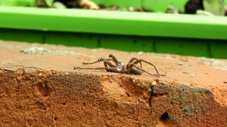 Video Backgrounds Hd, Ant, Insect, Arthropod, Spider, Invertebrate