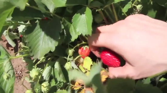 Video Backgrounds Loops, Fruit, Berry, Shrub, Ripe, Edible Fruit
