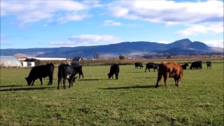 Video Backgrounds Powerpoint, Ranch, Cow, Grass, Cattle, Farm
