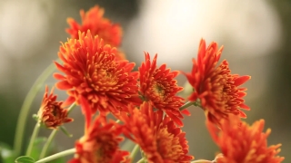 Video Backgrounds, Vascular Plant, Plant, Woody Plant, Shrub, Flower