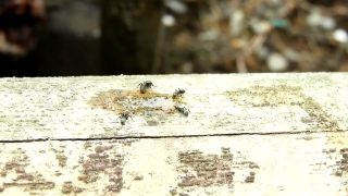 Video Call Stock Footage, Ant, Old, Wall, Grunge, Aged