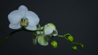 Video Clip Backgrounds, False Lily Of The Valley, Bulbous Plant, Vascular Plant, Plant, Flower