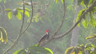 Video Clip Site, Woodpecker, Bird, Vertebrate, Wildlife, Beak