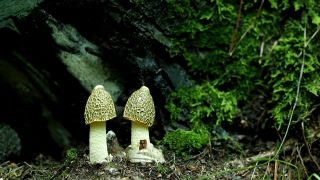 Video Clips For Websites, Mushroom, Fungus, Vegetable, Organism, Produce