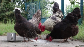 Video Clips, Hen, Bird, Animal, Cock, Farm