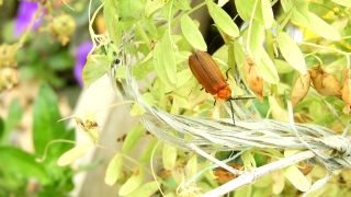 Video Clips, Insect, Butterfly, Cuckoo, Garden, Wildlife