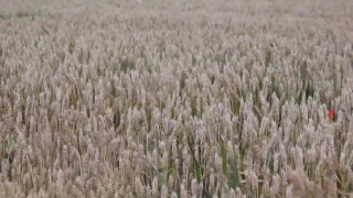Video Clips Online, Wheat, Cereal, Field, Agriculture, Rural