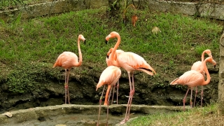 Video Editing Backgrounds, Flamingo, Wading Bird, Aquatic Bird, Bird, Wildlife