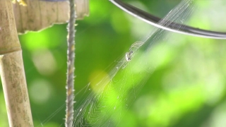 Video Effect Background, Spider Web, Web, Trap, Spider, Arachnid