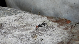 Video Footage Download Website, Ant, Insect, Arthropod, Invertebrate, Wasp