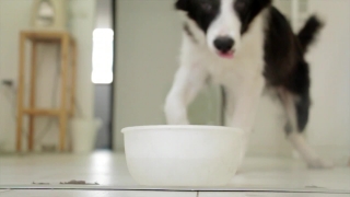 Video Footage For After Effects, Dog, Canine, Cardigan, Corgi, Pet