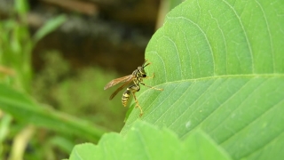 Video In Background, Insect, Arthropod, Fly, Invertebrate, Bug