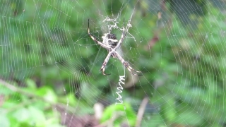 Video Loops For Worship, Spider, Spider Web, Web, Black And Gold Garden Spider, Arachnid