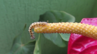 Video Motion Background, Larva, Animal, Organism, Insect, Pupa