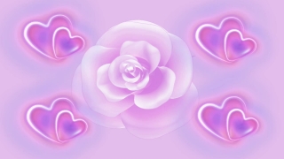 Video Motion Background, Pink, Lilac, Flower, Rose, Art