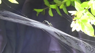 Video No Copyright Download, Insect, Windshield Wiper, Mechanical Device, Vine Snake, Snake
