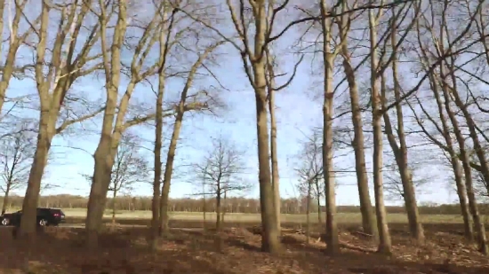 Video No, Tree, Woody Plant, Forest, Trees, Landscape