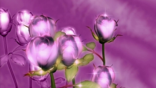 Video Powerpoint Backgrounds, Tulip, Flower, Plant, Pink, Floral