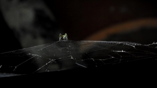 Video, Spider Web, Web, Trap, Cobweb, Spider