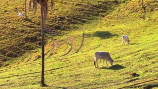 Video Stock Footage 4k, Mammal, Horse, Grass, Pasture, Horses