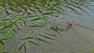 Video Stock Footage, Water Snake, Water, Lake, Snake, Pond
