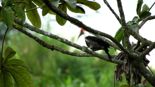 Video Stock No Copyright, Tree, Bird, Branch, Woody Plant, Cacao