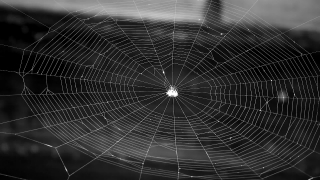 Video Stock, Spider Web, Web, Trap, Cobweb, Spider