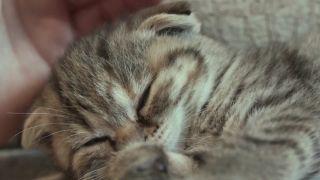 Video Toolkit, Kitten, Cat, Feline, Domestic Cat, Pet