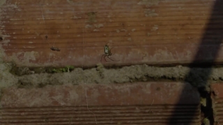 Video With No Copyright, Insect, Arthropod, Old, Texture, Wall